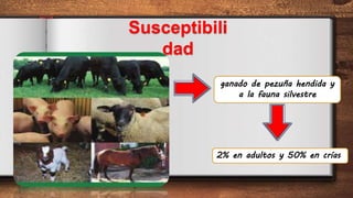 Susceptibili
dad
ganado de pezuña hendida y
a la fauna silvestre
2% en adultos y 50% en crías
 