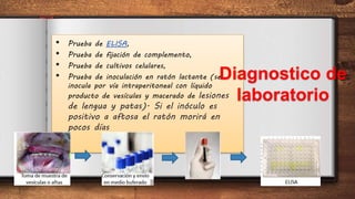 • Prueba de ELISA,
• Prueba de fijación de complemento,
• Prueba de cultivos celulares,
• Prueba de inoculación en ratón lactante (se
inocula por vía intraperitoneal con líquido
producto de vesículas y macerado de lesiones
de lengua y patas). Si el inóculo es
positivo a aftosa el ratón morirá en
pocos días
Diagnostico de
laboratorio
 