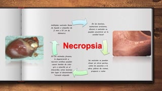 En los bovinos,
numerosas erosiones,
úlceras o vesículas se
pueden encontrar en la
cavidad bucal.
las vesículas se pueden
situar en otras partes,
como los pezones o la
ubre; pilares de rumen,
prepucio o vulva
En los animales jóvenes,
la degeneración y
necrosis cardíaca pueden
causar bandas de color
gris o amarillo en el
miocardio; estas lesiones
dan lugar al denominado
"corazón atigrado
múltiples vesículas llenas
de líquido o ampollas de
2 mm a 10 cm de
diámetro
Necropsia
 