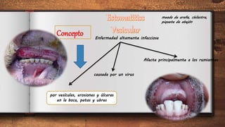3
Concepto Enfermedad altamente infecciosa
Afecta principalmente a los rumiantes
por vesículas, erosiones y úlceras
en la boca, patas y ubres
causada por un virus
meada de araña, chilastra,
piquete de abejón
 