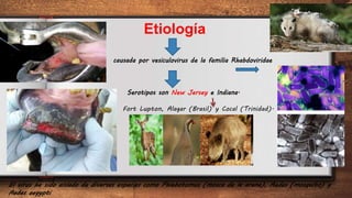4
Etiología
causada por vesiculovirus de la familia Rhabdoviridae
Serotipos son New Jersey e Indiana.
El virus ha sido aislado de diversas especies como Phlebotomus (mosca de la arena), Aedes (mosquito) y
Aedes aegypti
Fort Lupton, Alagar (Brasil) y Cocal (Trinidad).
 
