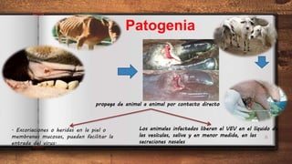 6
Patogenia
. Excoriaciones o heridas en la piel o
membranas mucosas, pueden facilitar la
entrada del virus.
propaga de animal a animal por contacto directo
Los animales infectados liberan el VEV en el líquido de
las vesículas, saliva y en menor medida, en las
secreciones nasales
 