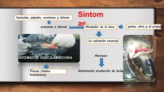 7
Síntom
as
Pirexia (fiebre
transitoria)
Vesículas, pápulas, erosiones y úlceras
Alrededor de la boca patas, ubre y el prepucio
La salivación excesiva
erosiones o úlceras
Anorexia.
Disminución producción de leche
 