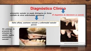 8
Diagnóstico Clínico
fiebre aftosa, exantema vesicular y enfermedad vesicular
porcina.
El diagnóstico de laboratorio es esencial,
estomatitis vesicular no puede distinguirse en forma
confiable de otras enfermedades vesiculares
Sin embargo, la
presencia de
síntomas en
caballos sugiere
estomatitis
vesicular.
 