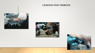 LESIONES POST MORTEM
 