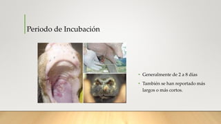 • Generalmente de 2 a 8 días
• También se han reportado más
largos o más cortos.
Periodo de Incubación
 