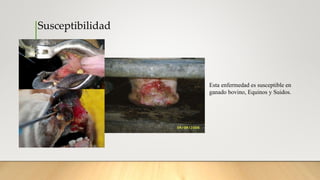 Susceptibilidad
Esta enfermedad es susceptible en
ganado bovino, Equinos y Suidos.
 