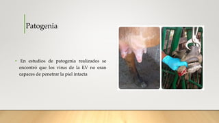 • En estudios de patogenia realizados se
encontró que los virus de la EV no eran
capaces de penetrar la piel intacta
Patogenia