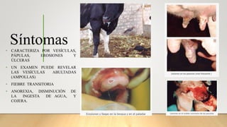 Síntomas
• CARACTERIZA POR VESÍCULAS,
PÁPULAS, EROSIONES Y
ÚLCERAS
• UN EXAMEN PUEDE REVELAR
LAS VESÍCULAS ABULTADAS
(AMPOLLAS)
• FIEBRE TRANSITORIA
• ANOREXIA, DISMINUCIÓN DE
LA INGESTA DE AGUA, Y
COJERA.
 