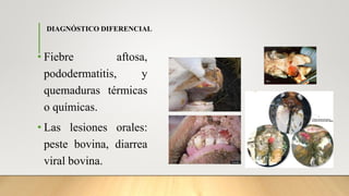 DIAGNÓSTICO DIFERENCIAL
• Fiebre aftosa,
pododermatitis, y
quemaduras térmicas
o químicas.
• Las lesiones orales:
peste bovina, diarrea
viral bovina.
 