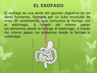 EL ESOFAGO
El esófago es una parte del aparato digestivo de los
seres humanos, formada por un tubo muscular de
unos 30 centímetros, que comunica la faringe con
el estómago. A través del mismo pasan
los alimentos desde la faringe al estómago. A través
del mismo pasan los alimentos desde la faringe al
estómago.
 
