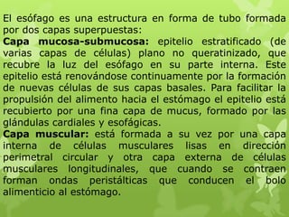 El esófago es una estructura en forma de tubo formada
por dos capas superpuestas:
Capa mucosa-submucosa: epitelio estratificado (de
varias capas de células) plano no queratinizado, que
recubre la luz del esófago en su parte interna. Este
epitelio está renovándose continuamente por la formación
de nuevas células de sus capas basales. Para facilitar la
propulsión del alimento hacia el estómago el epitelio está
recubierto por una fina capa de mucus, formado por las
glándulas cardiales y esofágicas.
Capa muscular: está formada a su vez por una capa
interna de células musculares lisas en dirección
perimetral circular y otra capa externa de células
musculares longitudinales, que cuando se contraen
forman ondas peristálticas que conducen el bolo
alimenticio al estómago.
 