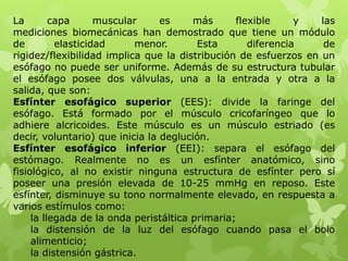 La capa muscular es más flexible y las
mediciones biomecánicas han demostrado que tiene un módulo
de elasticidad menor. Esta diferencia de
rigidez/flexibilidad implica que la distribución de esfuerzos en un
esófago no puede ser uniforme. Además de su estructura tubular
el esófago posee dos válvulas, una a la entrada y otra a la
salida, que son:
Esfínter esofágico superior (EES): divide la faringe del
esófago. Está formado por el músculo cricofaríngeo que lo
adhiere alcricoides. Este músculo es un músculo estriado (es
decir, voluntario) que inicia la deglución.
Esfínter esofágico inferior (EEI): separa el esófago del
estómago. Realmente no es un esfínter anatómico, sino
fisiológico, al no existir ninguna estructura de esfínter pero sí
poseer una presión elevada de 10-25 mmHg en reposo. Este
esfínter, disminuye su tono normalmente elevado, en respuesta a
varios estímulos como:
la llegada de la onda peristáltica primaria;
la distensión de la luz del esófago cuando pasa el bolo
alimenticio;
la distensión gástrica.
 