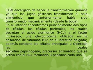Es el encargado de hacer la transformación química
ya que los jugos gástricos transforman el bolo
alimenticio que anteriormente había sido
transformado mecánicamente (desde la boca).
En su interior encontramos principalmente dos tipos
de células, las células parietales, las cuales
secretan el ácido clorhídrico (HCL) y el factor
intrínseco, una glucoproteína utilizada en la
absorción de vitamina B12 en el intestino delgado;
además contiene las células principales u Oxínticas
las cuales
secretan pepsinógeno, precursor enzimático que se
activa con el HCL formando 3 pepsinas cada uno.
 
