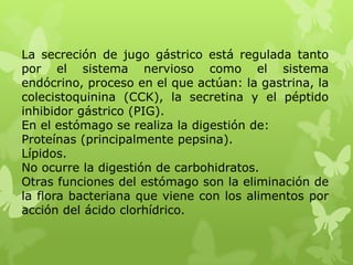 La secreción de jugo gástrico está regulada tanto
por el sistema nervioso como el sistema
endócrino, proceso en el que actúan: la gastrina, la
colecistoquinina (CCK), la secretina y el péptido
inhibidor gástrico (PIG).
En el estómago se realiza la digestión de:
Proteínas (principalmente pepsina).
Lípidos.
No ocurre la digestión de carbohidratos.
Otras funciones del estómago son la eliminación de
la flora bacteriana que viene con los alimentos por
acción del ácido clorhídrico.
 