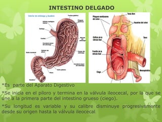 INTESTINO DELGADO
*Es parte del Aparato Digestivo
*Se inicia en el píloro y termina en la válvula ileocecal, por la que se
une a la primera parte del intestino grueso (ciego).
*Su longitud es variable y su calibre disminuye progresivamente
desde su origen hasta la válvula ileocecal.
 