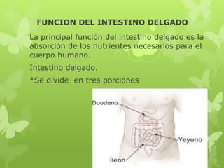 FUNCION DEL INTESTINO DELGADO
La principal función del intestino delgado es la
absorción de los nutrientes necesarios para el
cuerpo humano.
Intestino delgado.
*Se divide en tres porciones
 