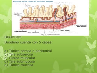 DUODENO
Duodeno cuenta con 5 capas:
a) Túnica serosa o peritoneal
b) Tela subserosa
c) Túnica muscular
d) Tela submucosa
e) Túnica mucosa
 