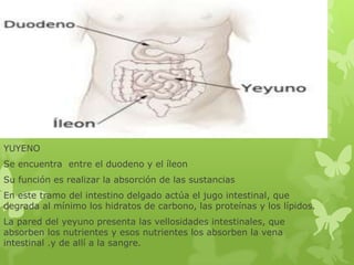 YUYENO
Se encuentra entre el duodeno y el íleon
Su función es realizar la absorción de las sustancias
En este tramo del intestino delgado actúa el jugo intestinal, que
degrada al mínimo los hidratos de carbono, las proteínas y los lípidos.
La pared del yeyuno presenta las vellosidades intestinales, que
absorben los nutrientes y esos nutrientes los absorben la vena
intestinal .y de allí a la sangre.
 