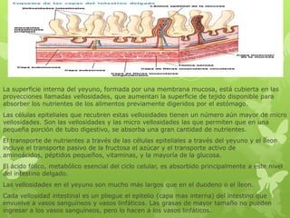 La superficie interna del yeyuno, formada por una membrana mucosa, está cubierta en las
proyecciones llamadas vellosidades, que aumentan la superficie de tejido disponible para
absorber los nutrientes de los alimentos previamente digeridos por el estómago.
Las células epiteliales que recubren estas vellosidades tienen un número aún mayor de micro
vellosidades. Son las vellosidades y las micro vellosidades las que permiten que en una
pequeña porción de tubo digestivo, se absorba una gran cantidad de nutrientes.
El transporte de nutrientes a través de las células epiteliales a través del yeyuno y el íleon
incluye el transporte pasivo de la fructosa el azúcar y el transporte activo de
aminoácidos, péptidos pequeños, vitaminas, y la mayoría de la glucosa.
El ácido fólico, metabólico esencial del ciclo celular, es absorbido principalmente a este nivel
del intestino delgado.
Las vellosidades en el yeyuno son mucho más largos que en el duodeno o el íleon.
Cada vellosidad intestinal es un pliegue el epitelio (capa mas interna) del intestino que
envuelve a vasos sanguíneos y vasos linfáticos. Las grasas de mayor tamaño no pueden
ingresar a los vasos sanguíneos, pero lo hacen a los vasos linfáticos.
 