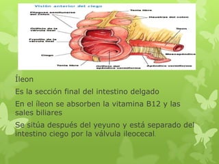 Íleon
Es la sección final del intestino delgado
En el íleon se absorben la vitamina B12 y las
sales biliares
Se sitúa después del yeyuno y está separado del
intestino ciego por la válvula ileocecal.
 