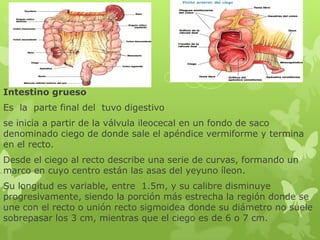 Intestino grueso
Es la parte final del tuvo digestivo
se inicia a partir de la válvula ileocecal en un fondo de saco
denominado ciego de donde sale el apéndice vermiforme y termina
en el recto.
Desde el ciego al recto describe una serie de curvas, formando un
marco en cuyo centro están las asas del yeyuno íleon.
Su longitud es variable, entre 1.5m, y su calibre disminuye
progresivamente, siendo la porción más estrecha la región donde se
une con el recto o unión recto sigmoidea donde su diámetro no suele
sobrepasar los 3 cm, mientras que el ciego es de 6 o 7 cm.
 