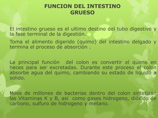 FUNCION DEL INTESTINO
GRUESO
El intestino grueso es el ultimo destino del tubo digestivo y
la fase terminal de la digestión.
Toma el alimento digerido (quimo) del intestino delgado y
termina el proceso de absorción .
La principal función del colon es convertir el quimo en
heces para ser excretadas. Durante este proceso el colon
absorbe agua del quimo, cambiando su estado de liquido a
solido.
Miles de millones de bacterias dentro del colon sintetizan
las Vitaminas K y B, así como gases hidrogeno, dióxido de
carbono, sulfuro de hidrogeno y metano.
 
