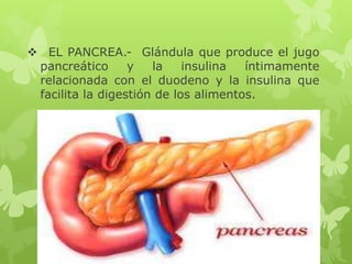  EL PANCREA.- Glándula que produce el jugo
pancreático y la insulina íntimamente
relacionada con el duodeno y la insulina que
facilita la digestión de los alimentos.
 