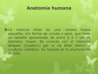 Anatomía humana
 La vesícula biliar es una víscera hueca
pequeña, con forma de ovoide o pera, que tiene
un tamaño aproximado de entre 5 a 7 cm de
diámetro mayor. Se conecta con el intestino
delgado (duodeno) por la vía biliar común o
conducto colédoco. Su función es la acumulación
de bilis.
 