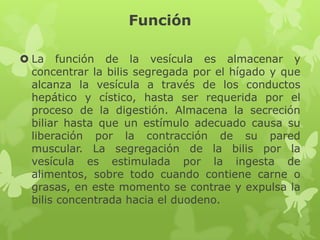 Función
 La función de la vesícula es almacenar y
concentrar la bilis segregada por el hígado y que
alcanza la vesícula a través de los conductos
hepático y cístico, hasta ser requerida por el
proceso de la digestión. Almacena la secreción
biliar hasta que un estímulo adecuado causa su
liberación por la contracción de su pared
muscular. La segregación de la bilis por la
vesícula es estimulada por la ingesta de
alimentos, sobre todo cuando contiene carne o
grasas, en este momento se contrae y expulsa la
bilis concentrada hacia el duodeno.
 