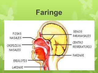 Faringe
 