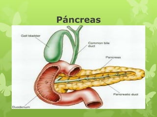 Páncreas
 