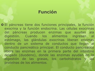 Función
 El páncreas tiene dos funciones principales, la función
exocrina y la función endocrina. Las células exocrinas
del páncreas producen enzimas que ayudan ala
digestión. Cuando los alimentos ingresan al
estómago, las glándulas exocrinas liberan enzimas
dentro de un sistema de conductos que llegan al
conducto pancreático principal. El conducto pancreático
libera las enzimas en la primera parte del intestino
delgado (duodeno), donde las enzimas ayudan en la
digestión de las grasas, los carbohidratos y las
proteínas de los alimentos.
 