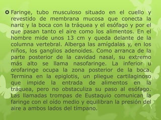  Faringe, tubo musculoso situado en el cuello y
revestido de membrana mucosa que conecta la
nariz y la boca con la tráquea y el esófago y por el
que pasan tanto el aire como los alimentos. En el
hombre mide unos 13 cm y queda delante de la
columna vertebral. Alberga las amígdalas y, en los
niños, los ganglios adenoides. Como arranca de la
parte posterior de la cavidad nasal, su extremo
más alto se llama nasofaringe. La inferior u
orofaringe ocupa la zona posterior de la boca.
Termina en la epiglotis, un pliegue cartilaginoso
que impide la entrada de alimentos en la
tráquea, pero no obstaculiza su paso al esófago.
Las llamadas trompas de Eustaquio comunican la
faringe con el oído medio y equilibran la presión del
aire a ambos lados del tímpano.
 