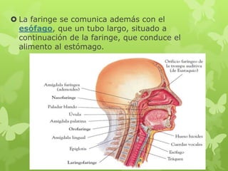  La faringe se comunica además con el
esófago, que un tubo largo, situado a
continuación de la faringe, que conduce el
alimento al estómago.
 