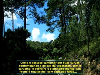 Como é gostoso caminhar por suas curvas,
contemplando a beleza da vegetação, com o
carvalho, o sobreiro e o pinheiro-manso. Sua
fauna é riquíssima, com espécies raras...
 