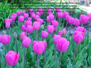 Los tulipanes capturan el espíritu primaveral con sus brillantes flores, que renuevan la tierra con una promesa de color. Lo más bonito es verlos danzar, al compas de las primeras brisas de la primavera(El tulipán una vez que prende es muy fácil de cuidar).