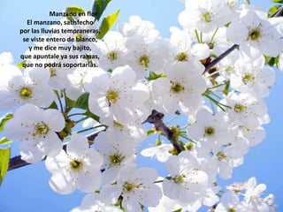                             Manzano en florEl manzano, satisfechopor las lluvias tempraneras,se viste entero de blanco,y me dice muy bajito,que apuntale ya sus ramas,que no podrá soportarlas.