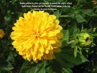 Dalia solitaria, con un capullo a punto de abrir. ¡Que bella eres Dalia! de las flores  eres reina, y de las rosas, la mas hermosa. 