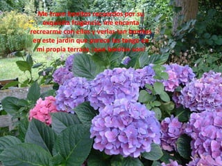 Me traen bonitos recuerdos por su exquisita fragancia, me encanta recrearme con ellas y verlas tan bonitas en este jardín que parece las tengo en mi propia terraza, ¡que bonitas son!