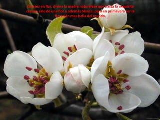 Cerezos en flor, divina la madre naturaleza que hasta la exquisita cereza, sale de una flor y además blanca, para en primavera ser la floración mas bella del mundo.