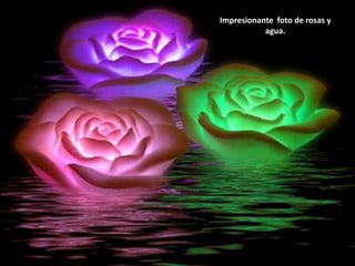 Impresionante  foto de rosas y agua.