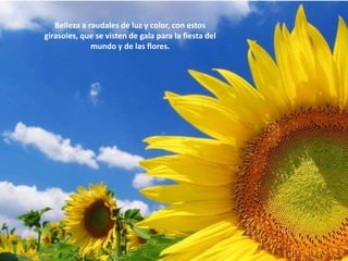 Belleza a raudales de luz y color, con estos girasoles, que se visten de gala para la fiesta del mundo y de las flores.