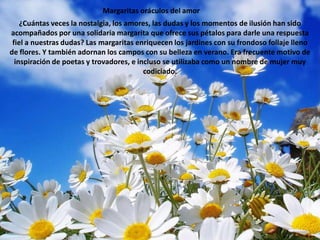 Margaritas oráculos del amor¿Cuántas veces la nostalgia, los amores, las dudas y los momentos de ilusión han sido acompañados por una solidaria margarita que ofrece sus pétalos para darle una respuesta fiel a nuestras dudas? Las margaritas enriquecen los jardines con su frondoso follaje lleno de flores. Y también adornan los campos con su belleza en verano. Era frecuente motivo de inspiración de poetas y trovadores, e incluso se utilizaba como un nombre de mujer muy codiciado. 