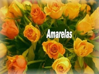 Amarelas 