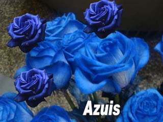 Azuis 