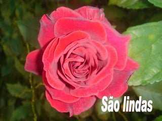 São lindas 