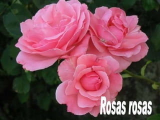 Rosas rosas 