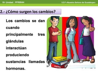 VI- Unidad : PFRRHH I.E.P «Nuestra Señora de Guadalupe» 
2.- ¿Cómo surgen los cambios? 
Los cambios se dan 
cuando 
principalmente tres 
glándulas 
interactúan 
produciendo 
sustancias llamadas 
hormonas. 
 