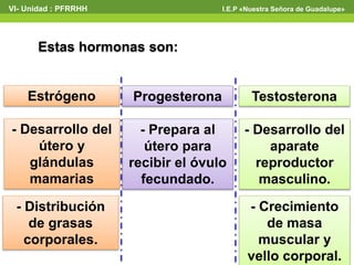 VI- Unidad : PFRRHH I.E.P «Nuestra Señora de Guadalupe» 
Estas hormonas son: 
Estrógeno Progesterona Testosterona 
- Desarrollo del 
útero y 
glándulas 
mamarias 
- Prepara al 
útero para 
recibir el óvulo 
fecundado. 
- Desarrollo del 
aparate 
reproductor 
masculino. 
- Distribución 
de grasas 
corporales. 
- Crecimiento 
de masa 
muscular y 
vello corporal. 
 